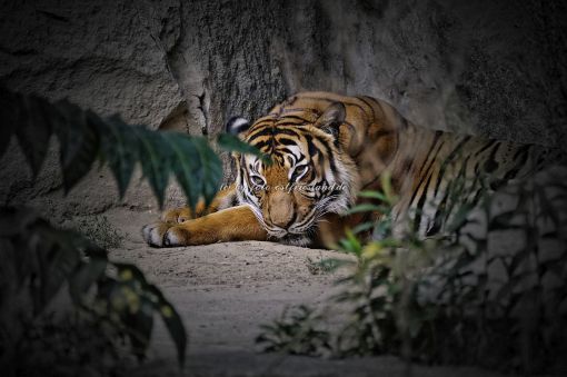 Tiger hinter Büschen